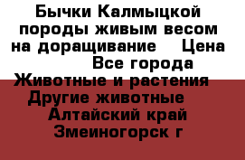 Бычки Калмыцкой породы живым весом на доращивание. › Цена ­ 135 - Все города Животные и растения » Другие животные   . Алтайский край,Змеиногорск г.